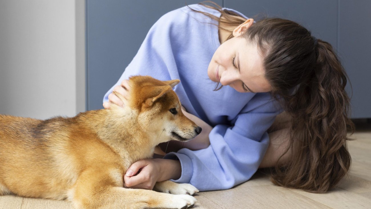 adorable-shiba-inu-with-its-female-owner