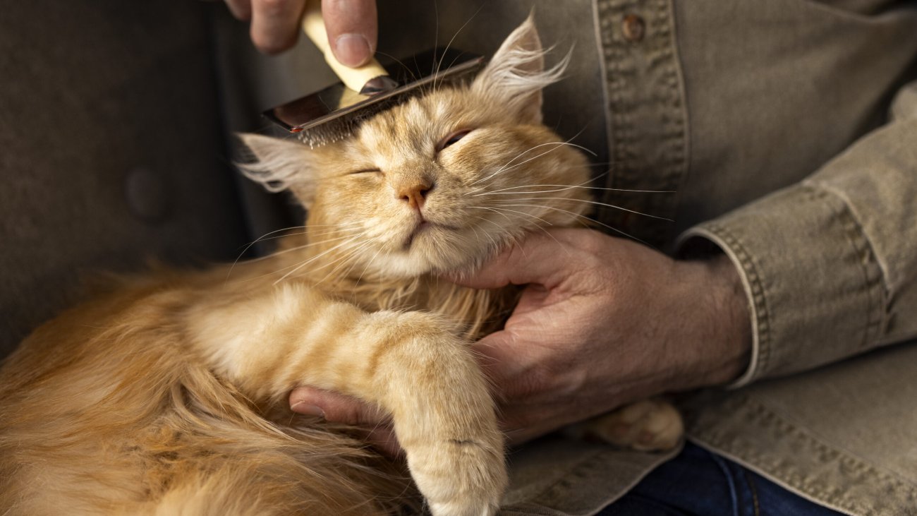 elderly-person-with-pet-cat