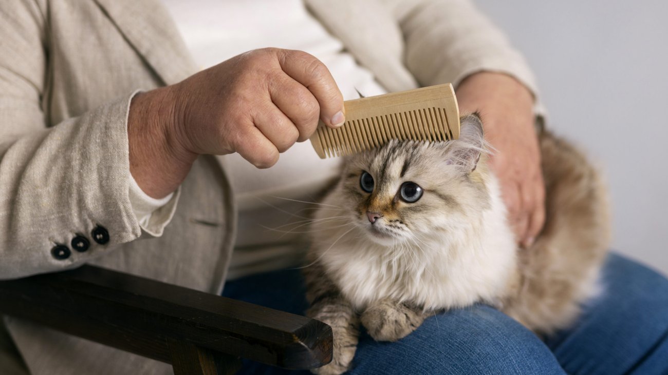 owner-brushing-cute-cat-side-view